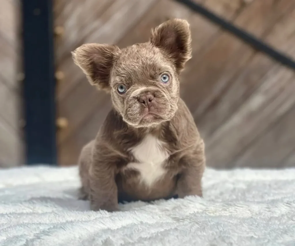 Cachorro Bulldog Francés fluffy isabella con pecho blanco