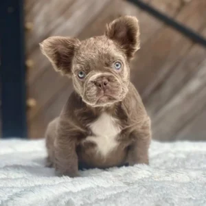 Cachorro Bulldog Francés fluffy isabella con pecho blanco