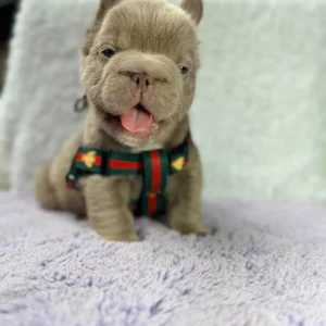 Cachorro Bulldog Francés fluffy lilac feliz con arnés