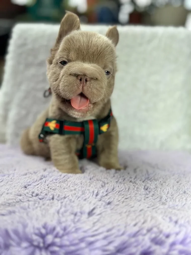 Cachorro Bulldog Francés Big Rope fluffy lilac feliz con arnés