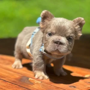 Cachorro Bulldog Francés fluffy lilac con arnés azul