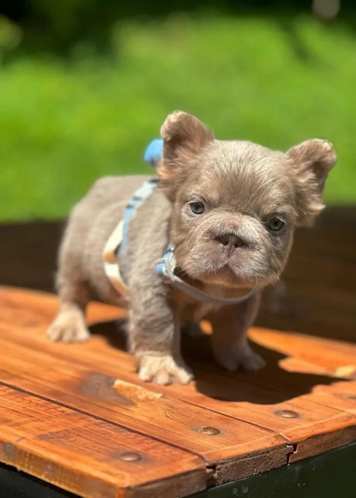 Cachorro Bulldog Francés fluffy lilac con arnés azul