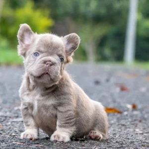 Cachorro Bulldog Francés fluffy lilac de ojos azules al aire libre