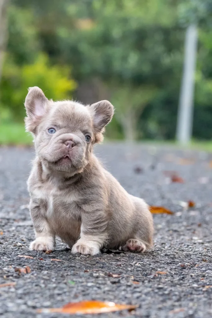Cachorro Bulldog Francés fluffy lilac de ojos azules al aire libre