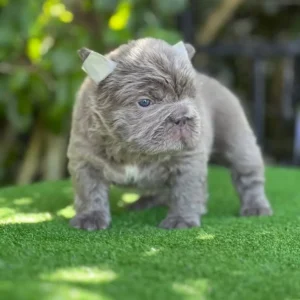 Cachorro Bulldog Francés fluffy lilac sobre el césped