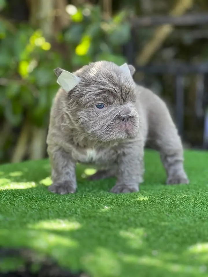Cachorro Bulldog Francés fluffy lilac sobre el césped