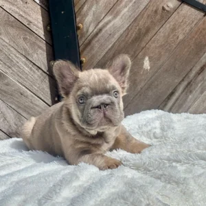 Cachorro Bulldog Francés fluffy lilac fawn acostado
