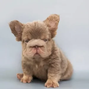 Cachorro Bulldog Francés Big Rope fluffy lilac fawn