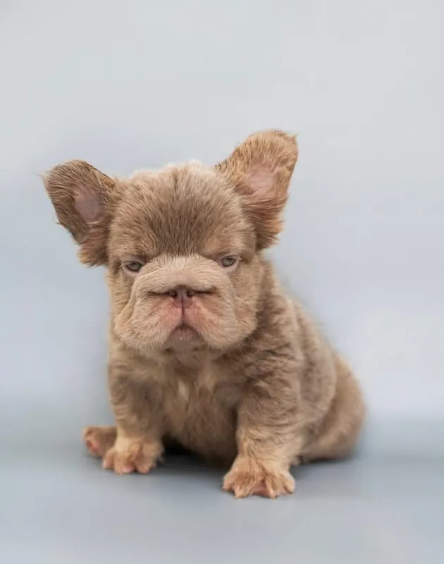 Cachorro Bulldog Francés fluffy lilac fawn