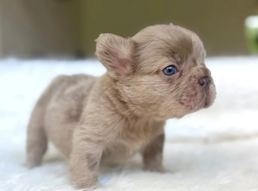 Cachorro Bulldog Francés fluffy lilac fawn de ojos azules