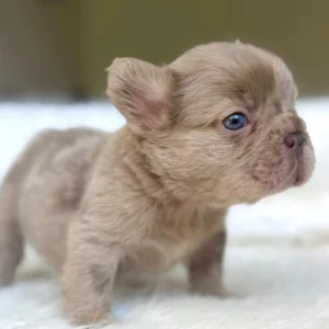 Cachorro Bulldog Francés fluffy lilac fawn de ojos azules