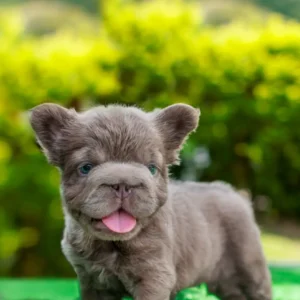 Cachorro Bulldog Francés fluffy lilac sacando la lengua