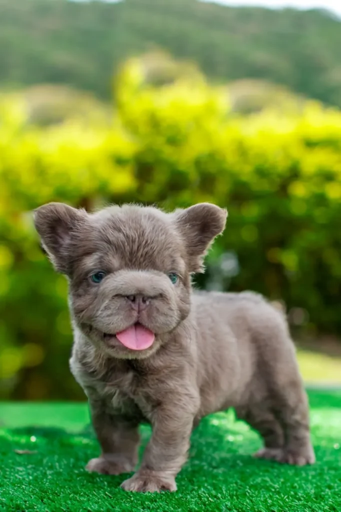 Cachorro Bulldog Francés fluffy lilac sacando la lengua