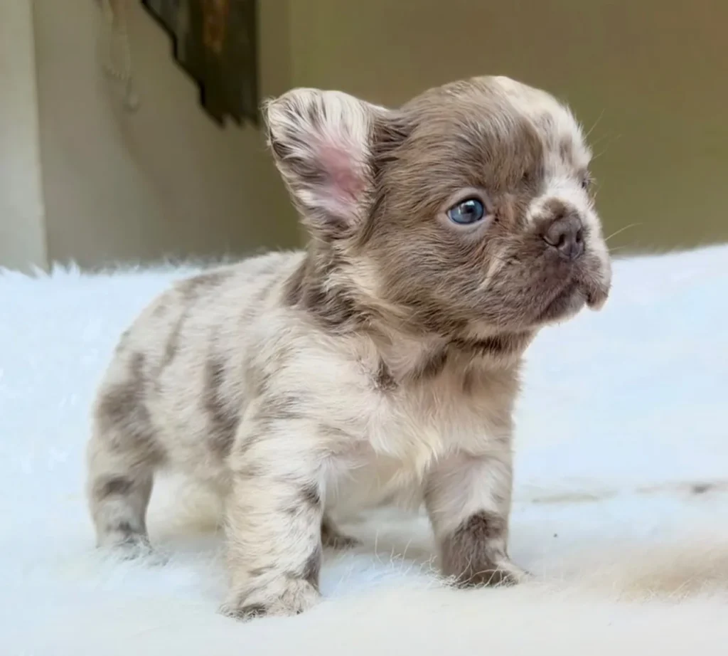 Cachorro Bulldog Francés fluffy lilac merle