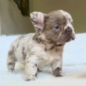 Cachorro Bulldog Francés fluffy lilac merle