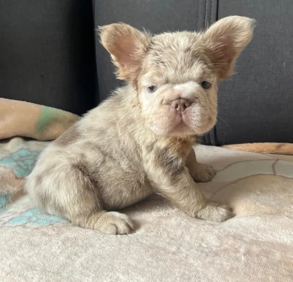 Cachorro Bulldog Francés fluffy lilac merle claro