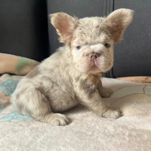 Cachorro Bulldog Francés fluffy lilac merle claro
