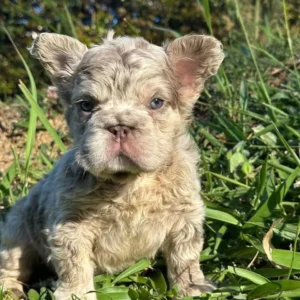 Cachorro Bulldog Francés fluffy lilac merle de pelo ondulado