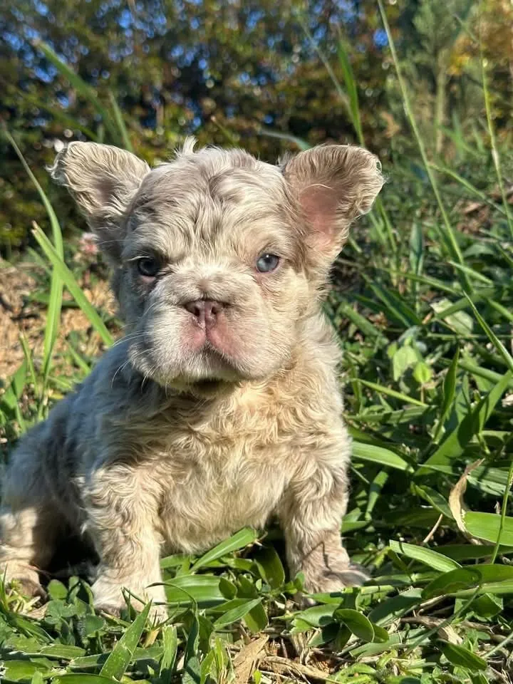 Cachorro Bulldog Francés Big Rope fluffy lilac merle de pelo ondulado