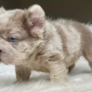 Cachorro Bulldog Francés fluffy lilac merle de perfil