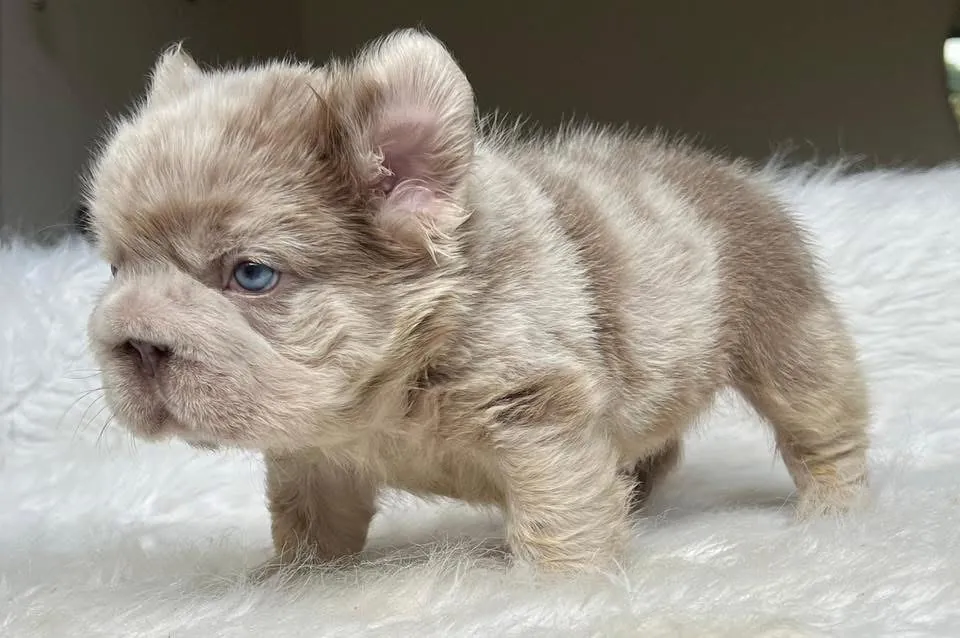 Cachorro Bulldog Francés fluffy lilac merle de perfil