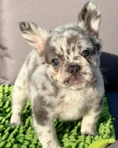 Cachorro Bulldog Francés fluffy lilac merle