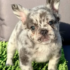 Cachorro Bulldog Francés fluffy lilac merle