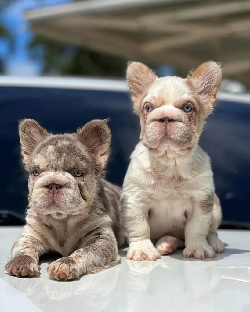 Dos cachorros Bulldog Francés fluffy lilac merle y lilac pied de ojos azules