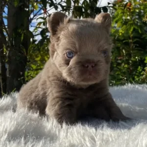 Cachorro Bulldog Francés fluffy lilac de ojos azules en el jardín