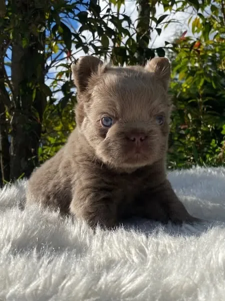Cachorro Bulldog Francés fluffy lilac de ojos azules en el jardín
