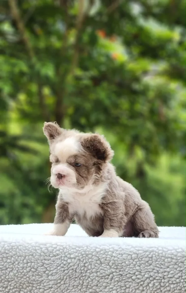 Cachorro Bulldog Francés fluffy lilac pied