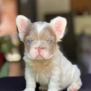 Cachorro Bulldog Francés fluffy lilac pied de ojos azules