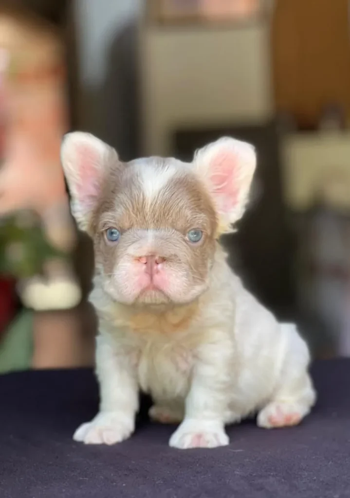 Cachorro Bulldog Francés fluffy lilac pied de ojos azules