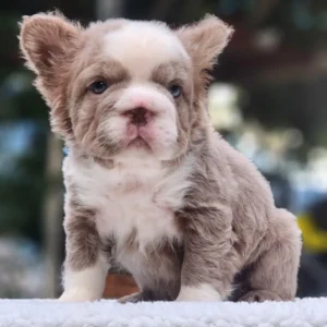 Cachorro Bulldog Francés fluffy lilac husky de ojos azules