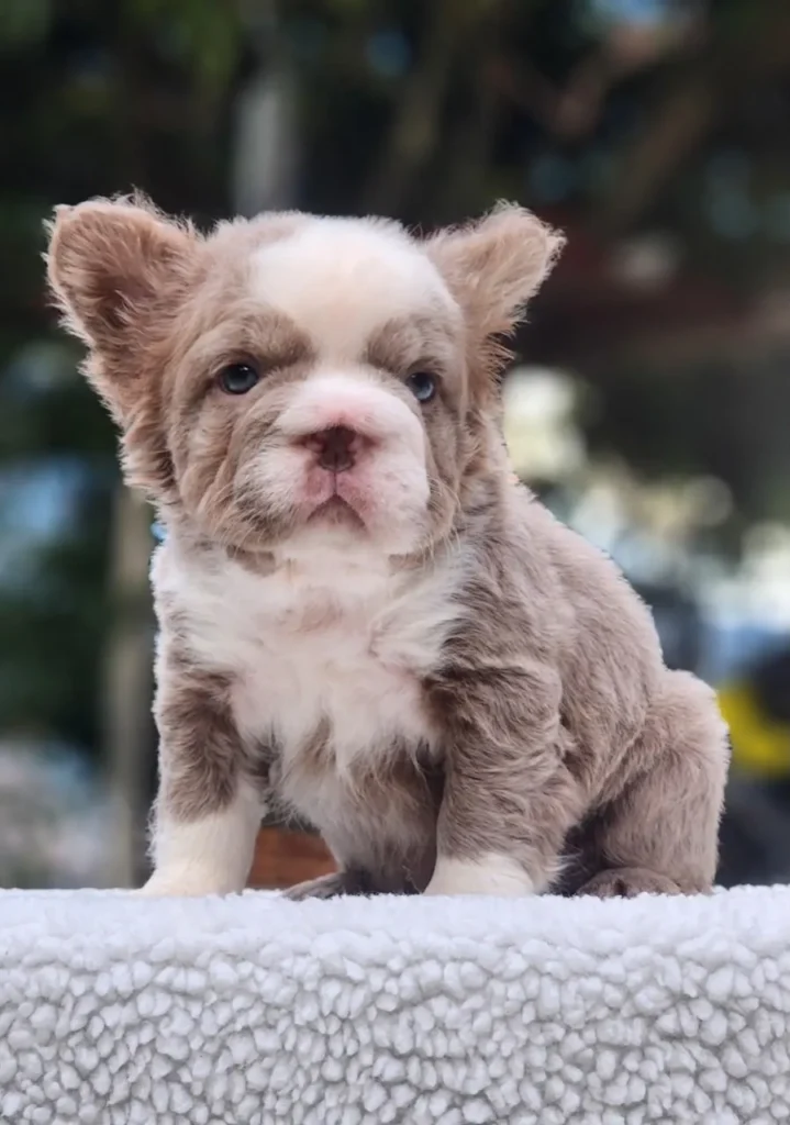 Cachorro Bulldog Francés fluffy lilac husky de ojos azules