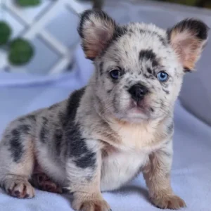Cachorro Bulldog Francés fluffy merle and tan de ojos azules