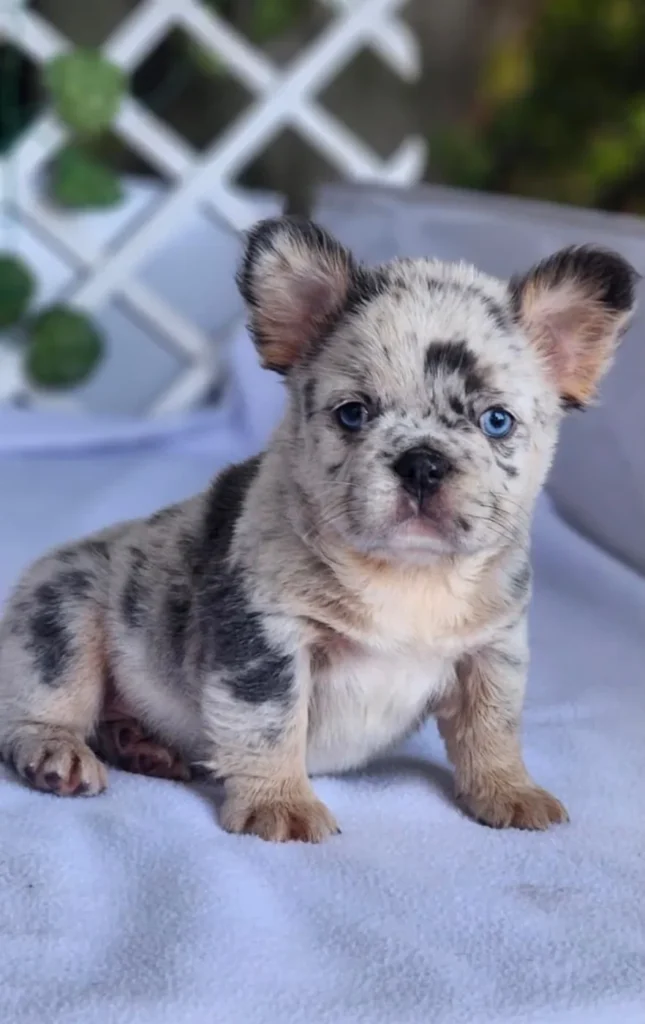 Cachorro Bulldog Francés fluffy merle and tan de ojos azules