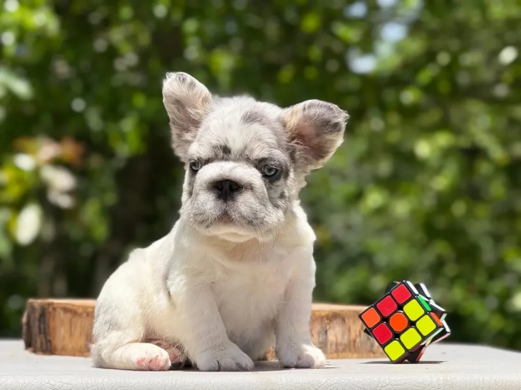 Cachorro Bulldog Francés fluffy merle blanco con manchas grises