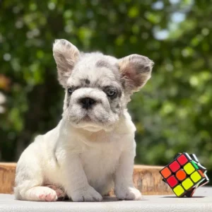 Cachorro Bulldog Francés Big Rope fluffy merle blanco con manchas grises