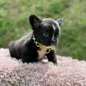 Cachorro Bulldog Francés fluffy negro con pecho blanco