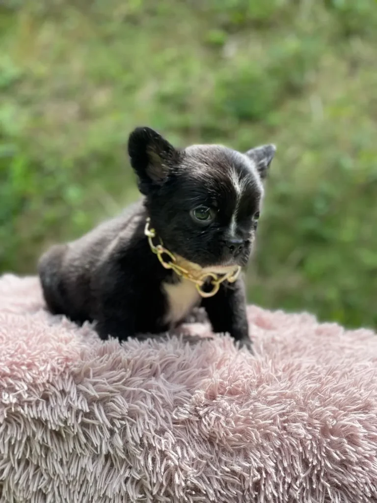Cachorro Bulldog Francés fluffy negro con pecho blanco