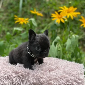 Cachorro Bulldog Francés fluffy negro entre flores
