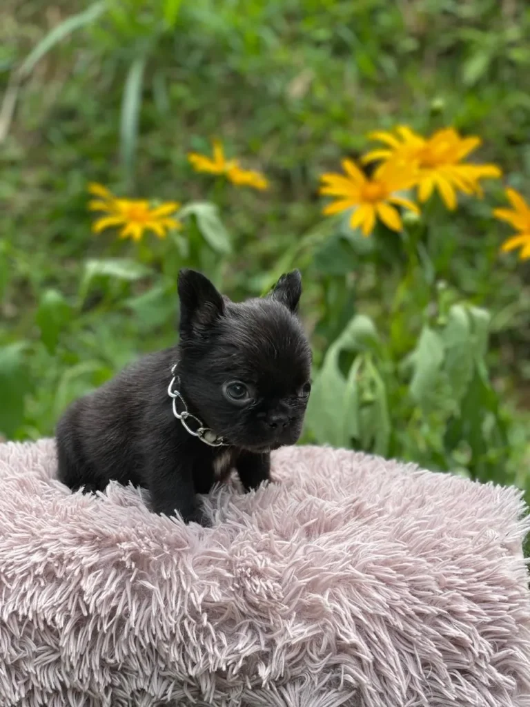 Cachorro Bulldog Francés fluffy negro entre flores