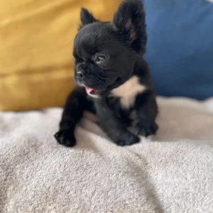 Cachorro Bulldog Francés fluffy negro con pecho blanco