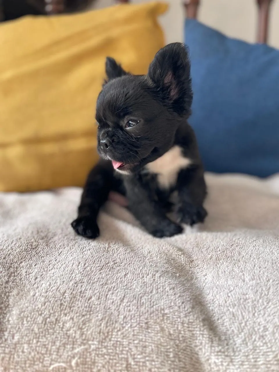 Cachorro Bulldog Francés fluffy negro con pecho blanco