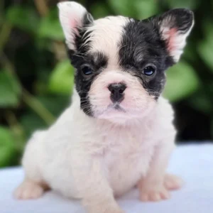 Cachorro Bulldog Francés fluffy pied negro tipo vaquita
