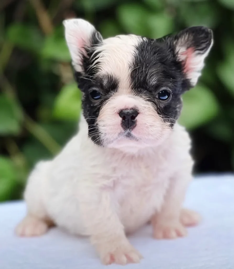 Cachorro Bulldog Francés fluffy pied negro tipo vaquita