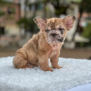 Cachorro Bulldog Francés fluffy red merle
