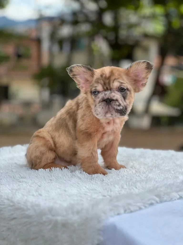 Cachorro Bulldog Francés fluffy red merle