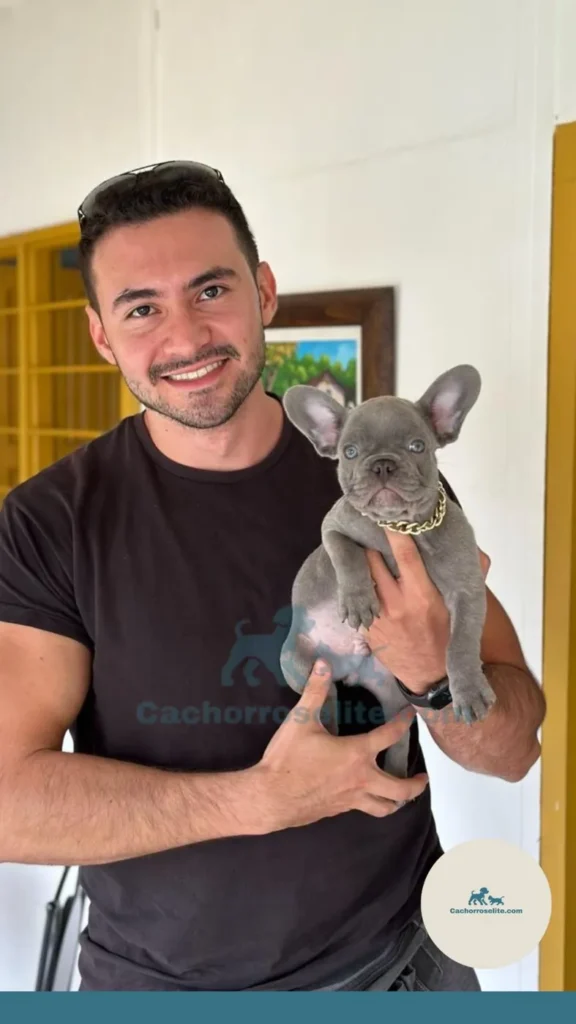 Cliente feliz con su cachorro Bulldog Francés blue de ojos azules